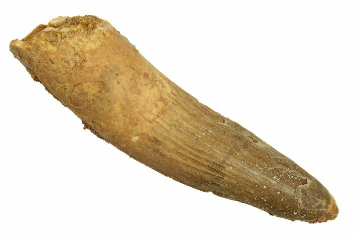 Fossil Spinosaurus Tooth - Real Dinosaur Tooth #258947